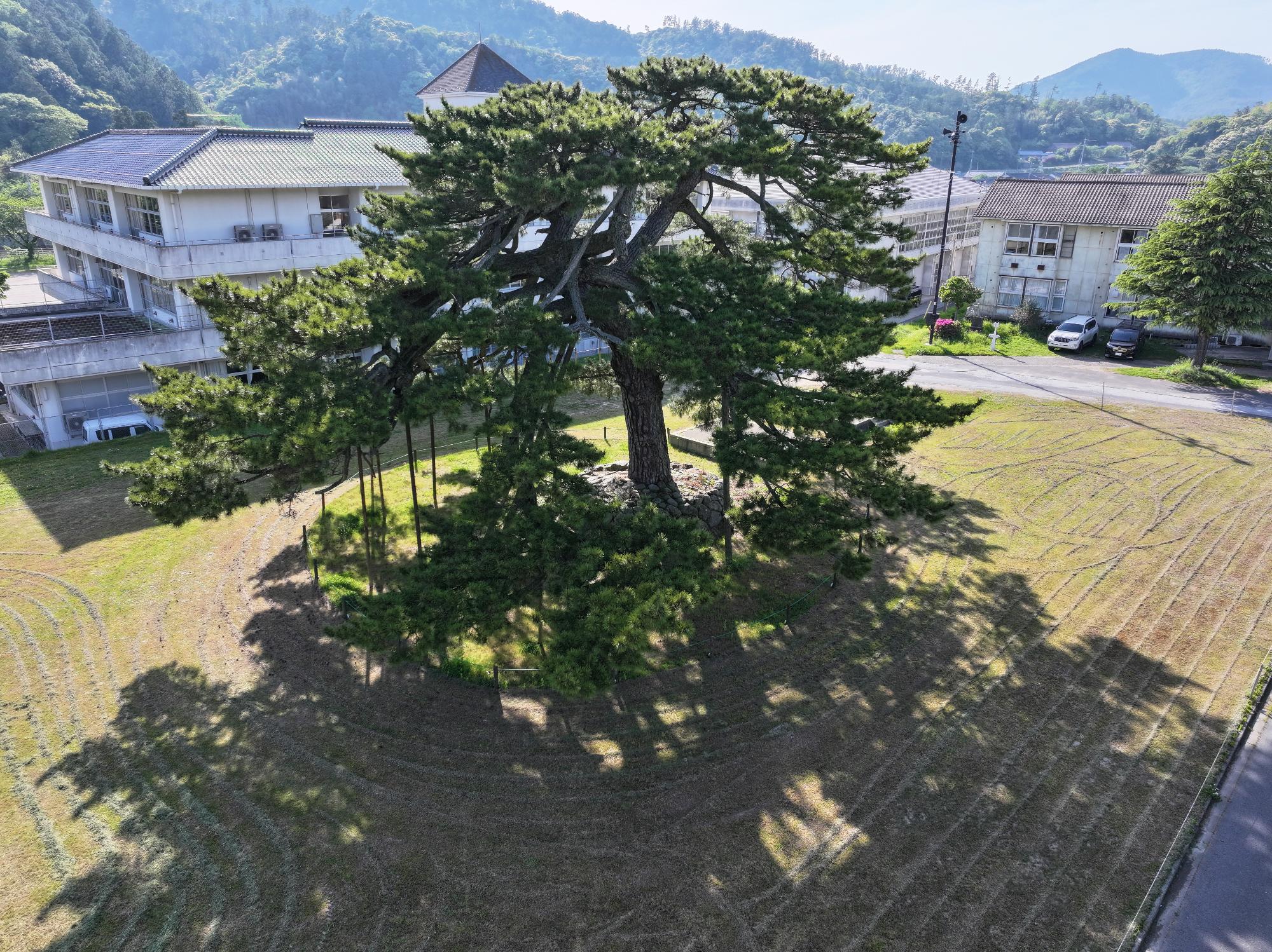 唐傘の松