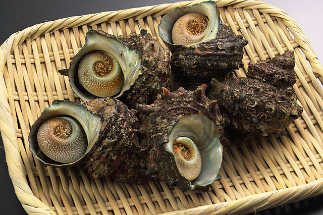 隠岐のサザエ (1)