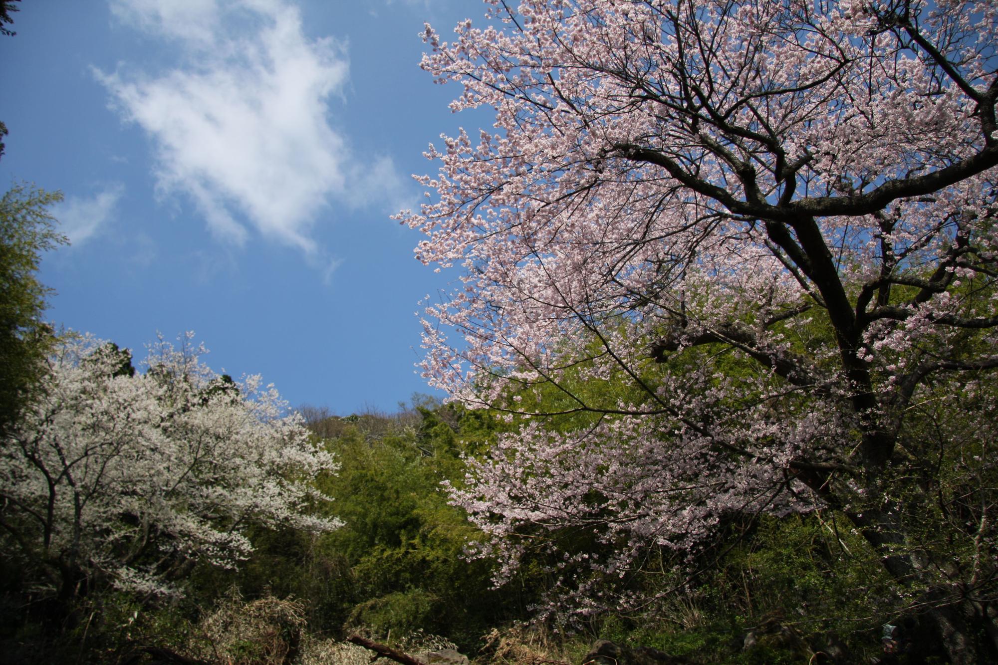 元屋の世間桜 (1)