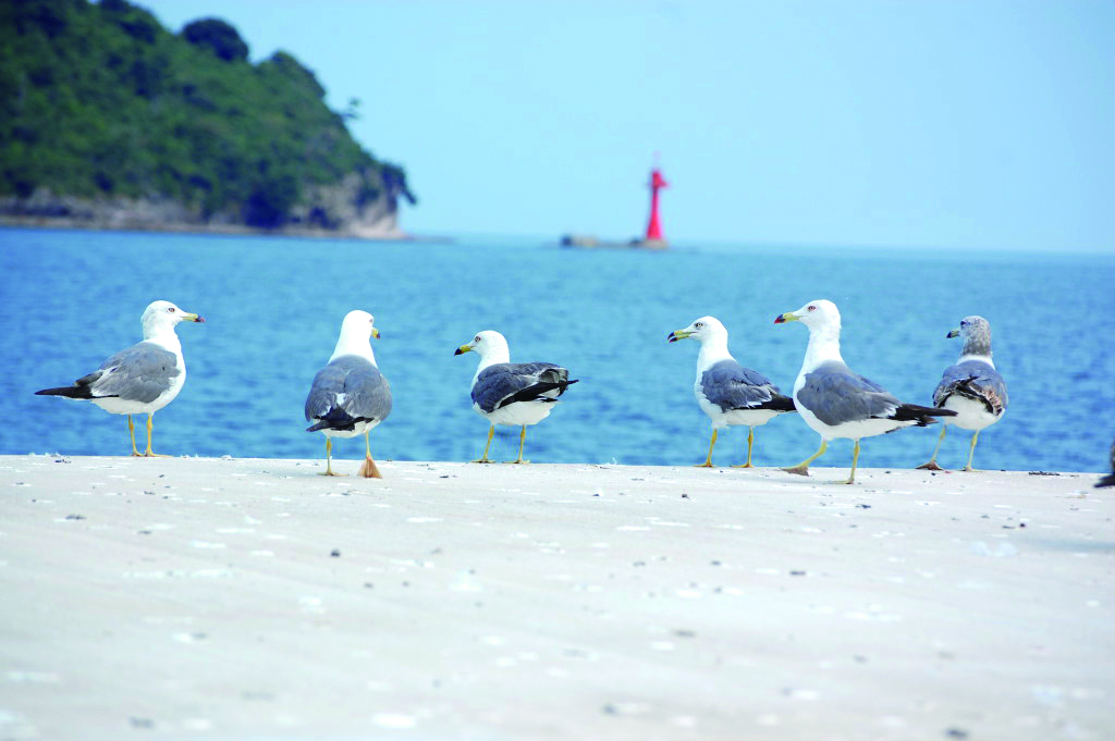 数羽のかもめが休憩している波止場の写真