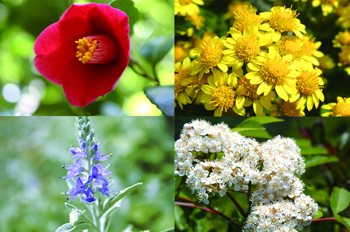 赤、黄色、薄紫、白と、色とりどりの四季の花の写真