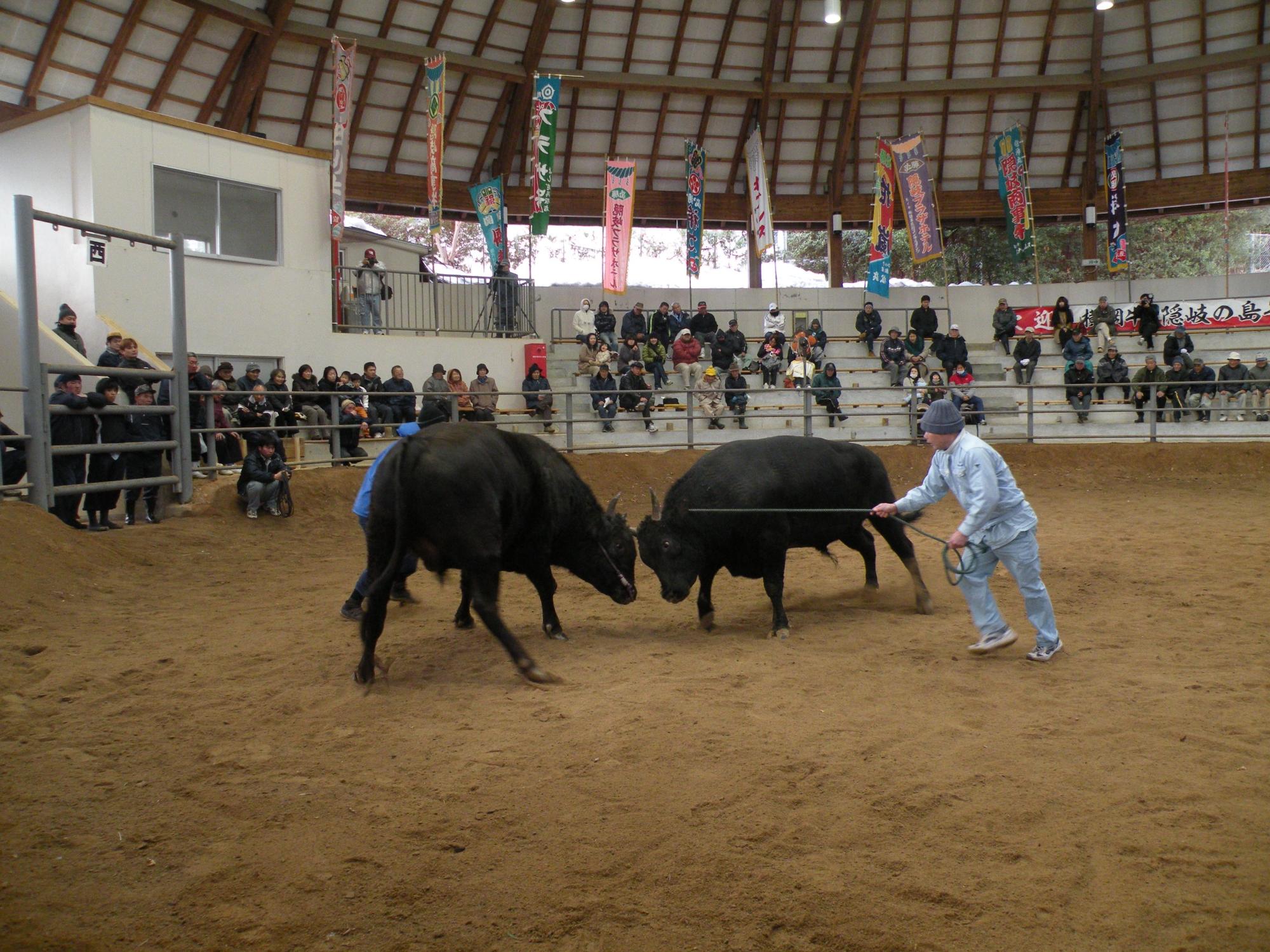 観客が見守るなか、屋根付きの土の会場で2頭の牛が闘っている牛突きの写真