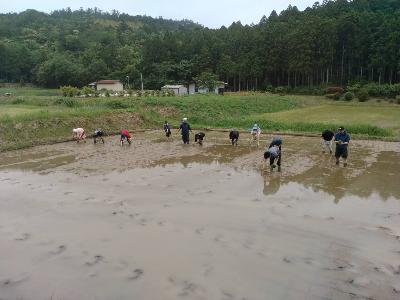 都万営農指導の元地域おこし協力隊員達が田植えをする様子