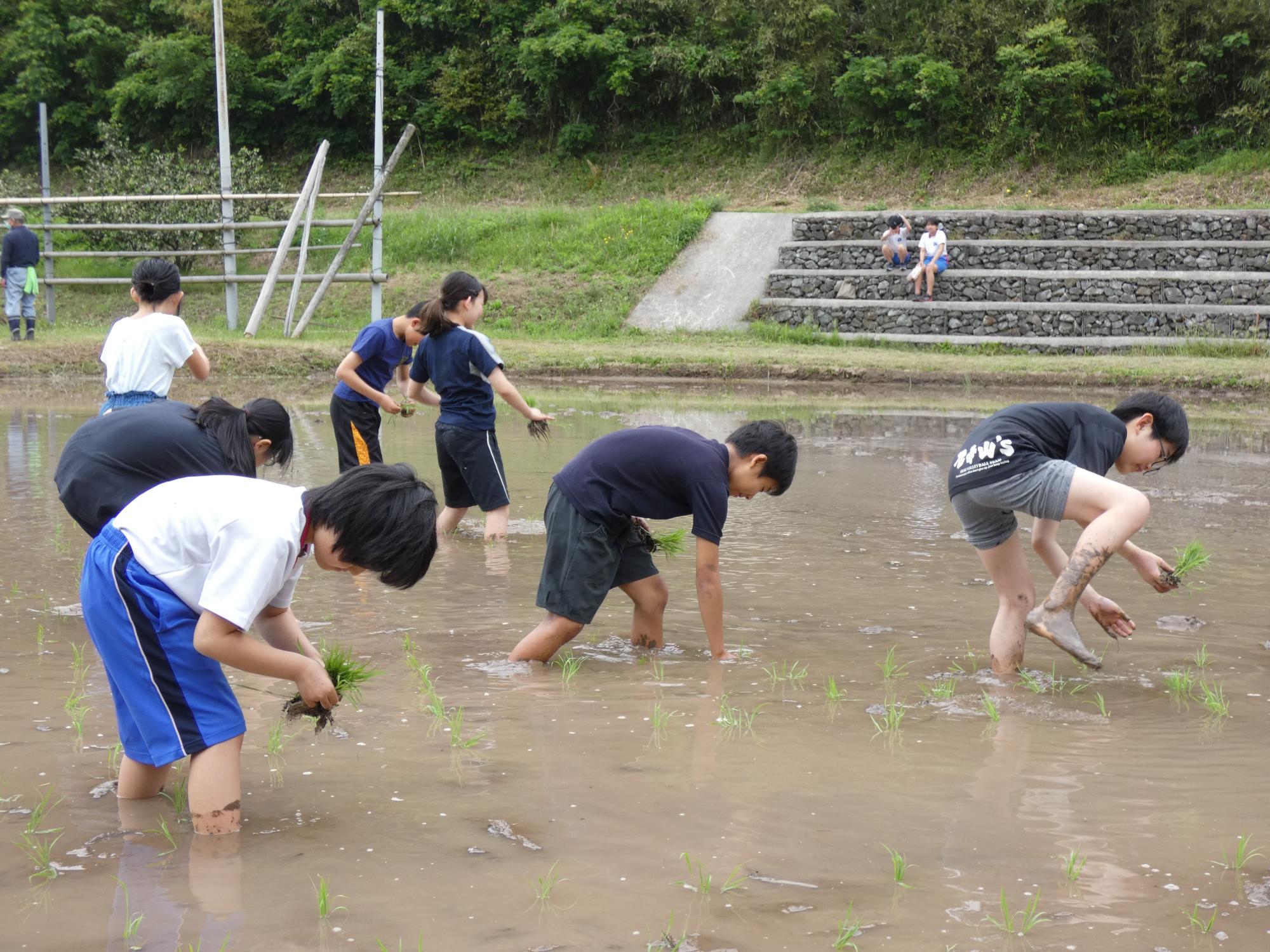田んぼで田植え体験をする子どもたちの写真