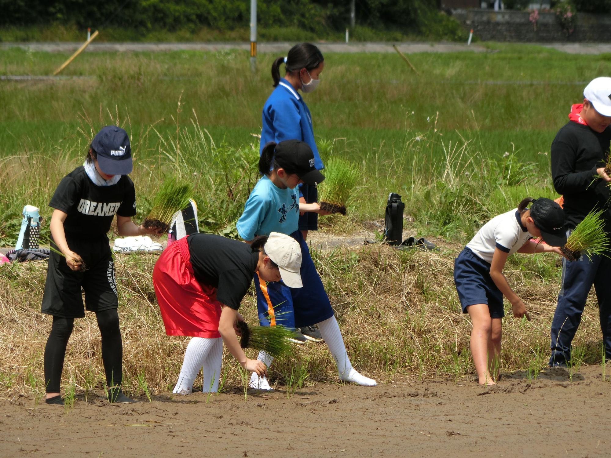 田んぼに足を埋めながら、中腰になって田植え体験をしている児童たちの写真
