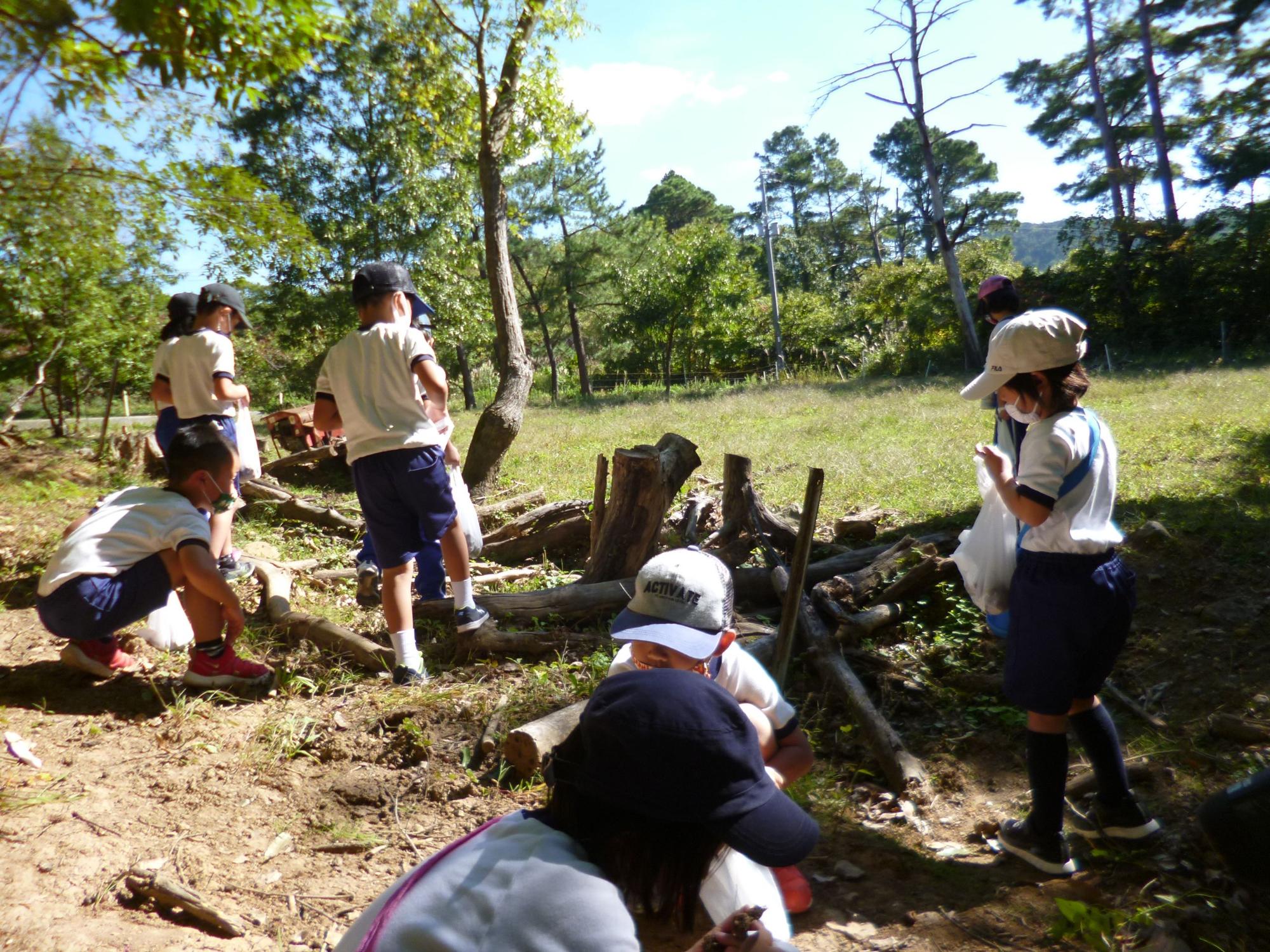 体操着姿の児童たちが、夢中になって地面に落ちているどんぐりを拾っている様子の写真