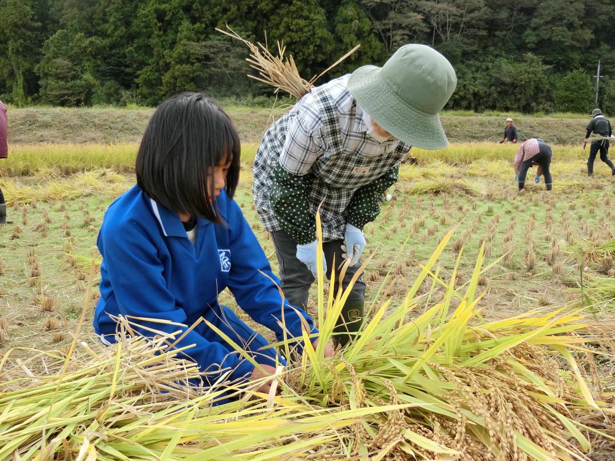青いジャージを着た児童が一人の女性に教わりながら稲を束ねている様子の写真