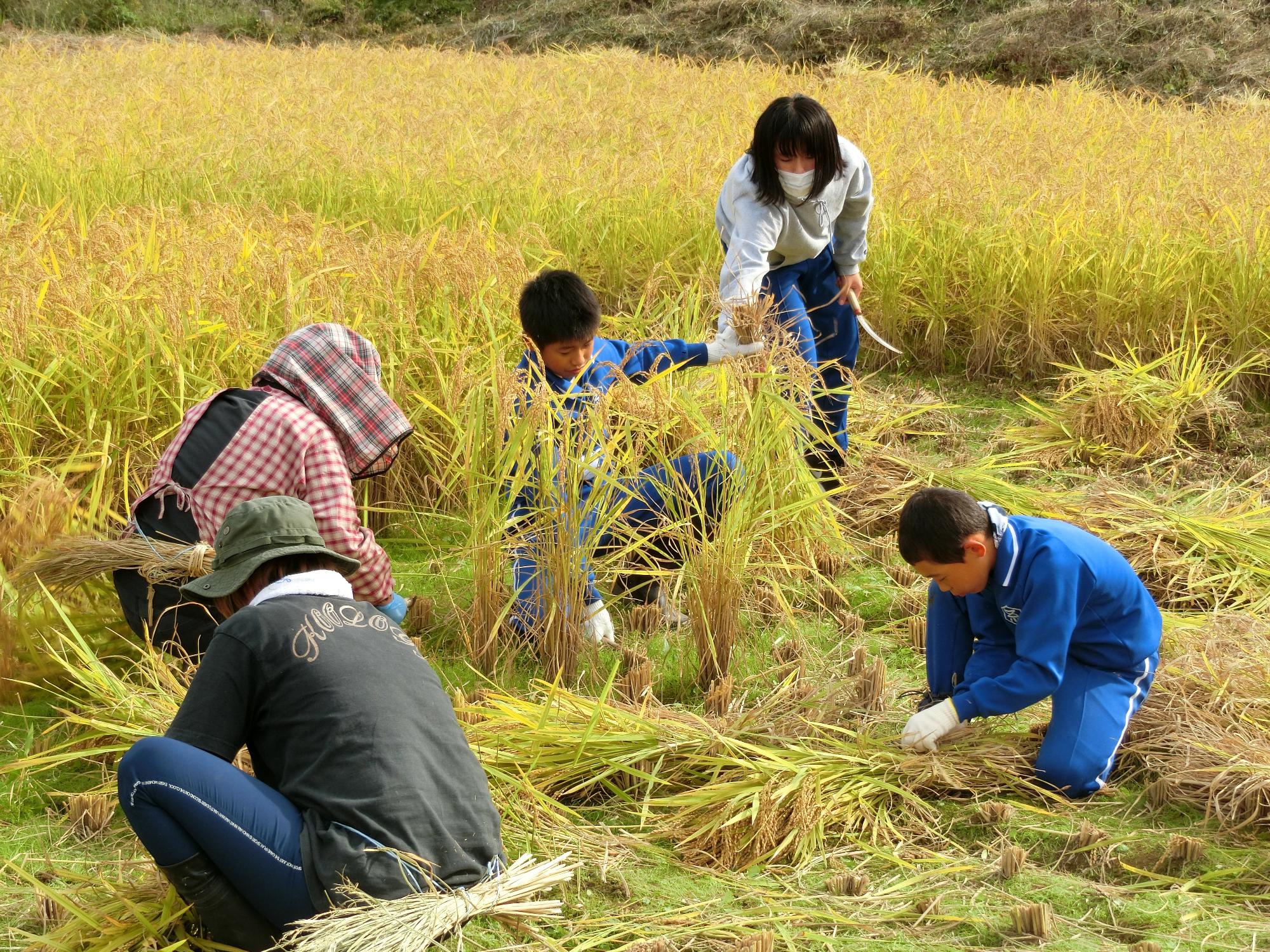 児童と地域の方が協力して買った稲をまとめている様子の写真