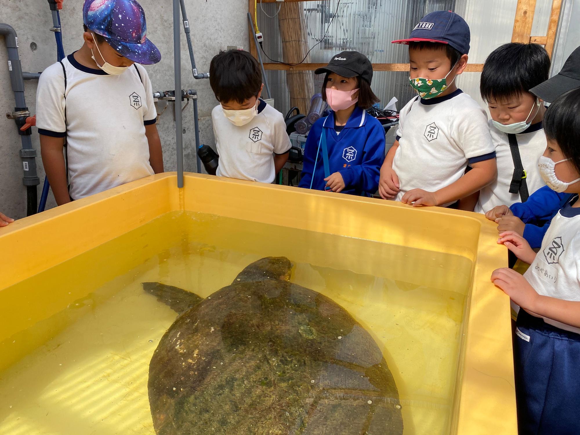 大きな黄色い水槽に入った大きなアカウミガメを興味津々に見つめる児童たちの写真