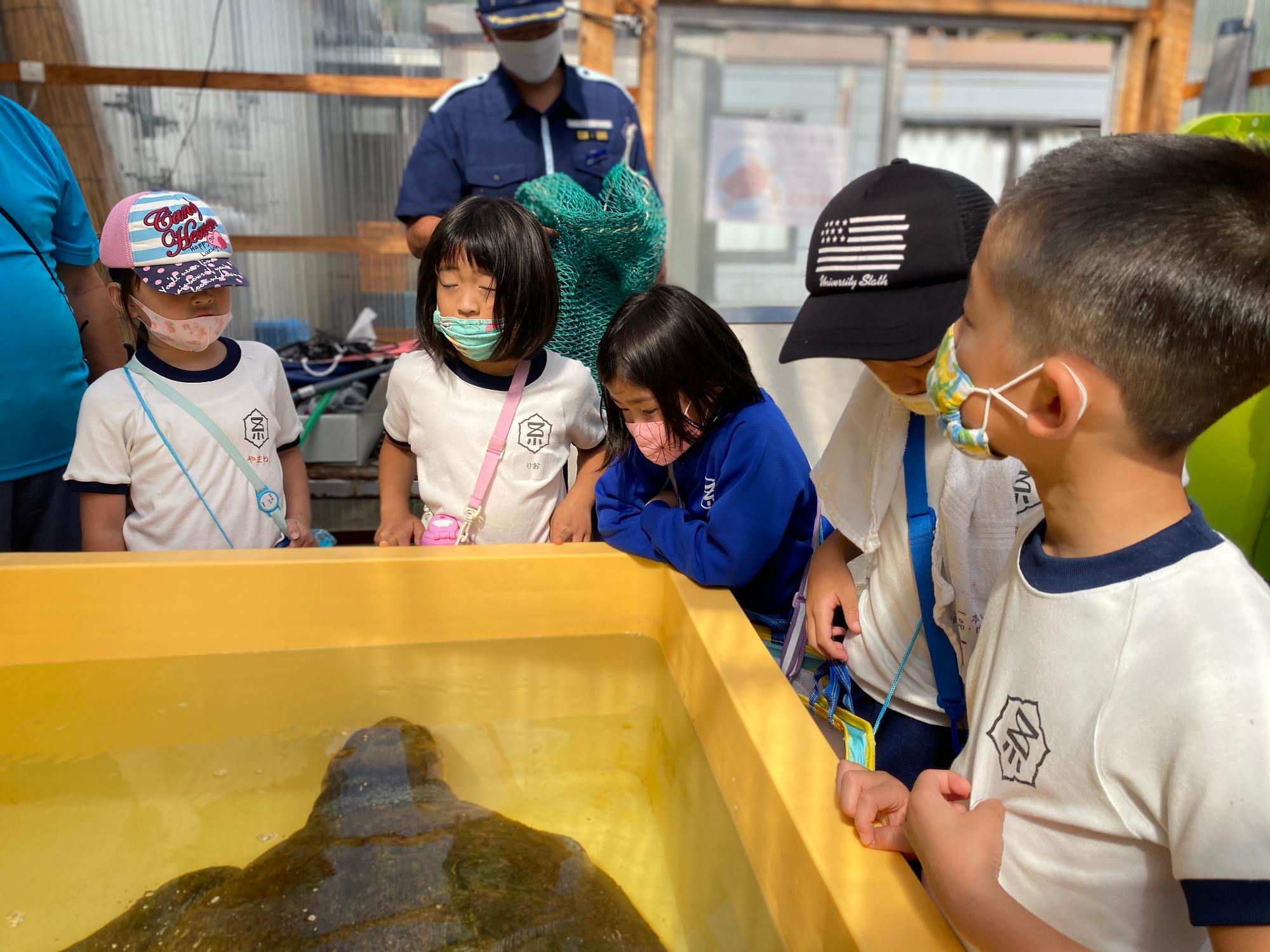 職員の男性に説明を受けながら、黄色い水槽に入ったアカウミガメを見つめている児童たちの写真