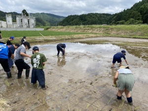 田んぼで児童たちが苗を植えている写真