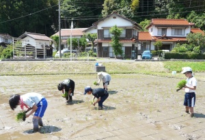 田んぼの中で児童たちが泥に入りながら田植えをしている写真