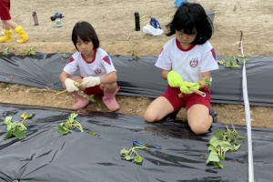 畑で児童たちが苗を植えている写真