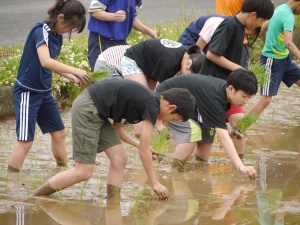 田んぼで児童たちが泥の中に入って田植えをしている写真
