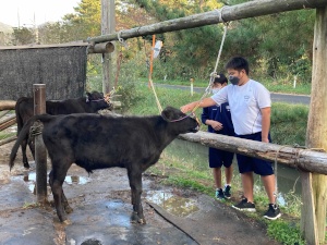 牧場で生徒たちが子牛を世話する写真