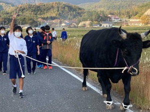 田んぼのあぜ道で牛を引いて歩く生徒たちの写真
