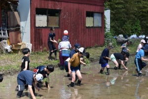 小屋前の田んぼの中で児童たちが泥に足を入れて苗を植えている写真