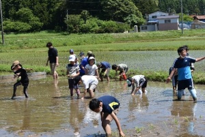 田んぼの中央で児童たちが列になって田植えをしているところを斜めから見た写真
