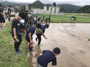 田んぼで田植え体験をする子どもたちの写真
