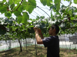 棚仕立てされた植物を手入れする男子生徒の写真