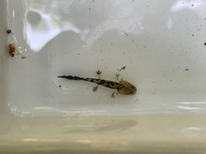 水槽の中に沈んでいる一匹のオタマジャクシの写真