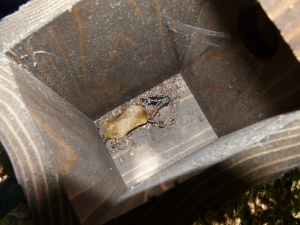 巣箱の中に入った茶色の昆虫を写した写真