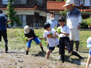 田んぼの中で児童たちが地域の人と一緒に田植えをしている写真