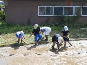 田んぼの端で児童たちが腰を下ろして苗を植えている写真