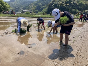 田んぼで児童たちが苗を植えている写真