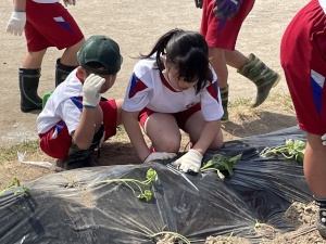 校庭で児童たちが苗を植えている写真