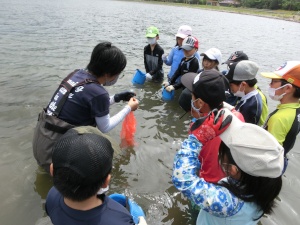 川辺で児童たちが水辺の生き物を観察している写真