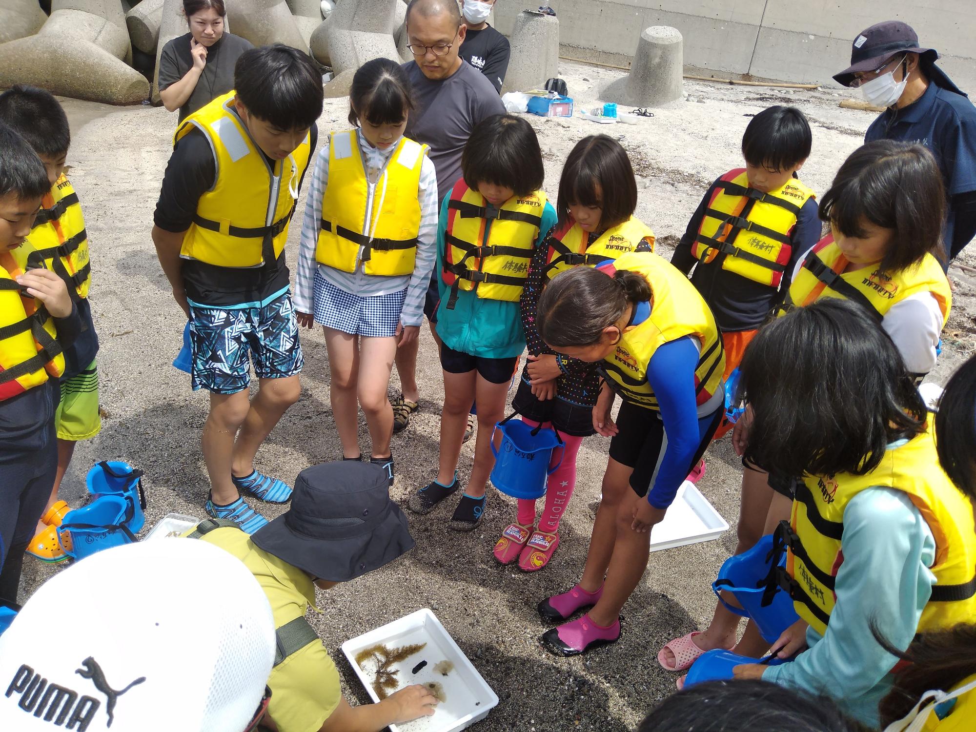 海辺で児童たちがライフジャケットを着て生き物を観察している写真