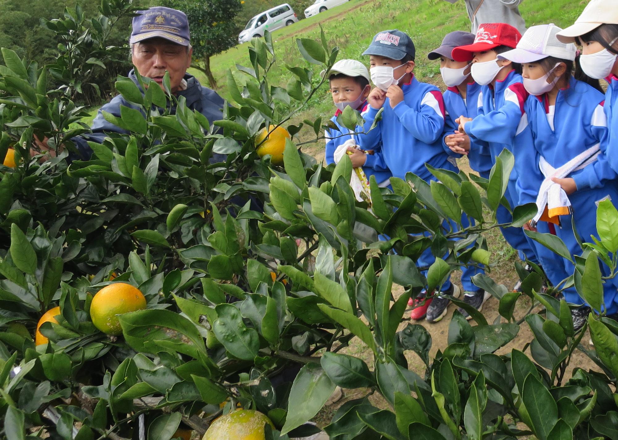 みかんの木の前に立っている農家の人の話を聞く児童たちの写真