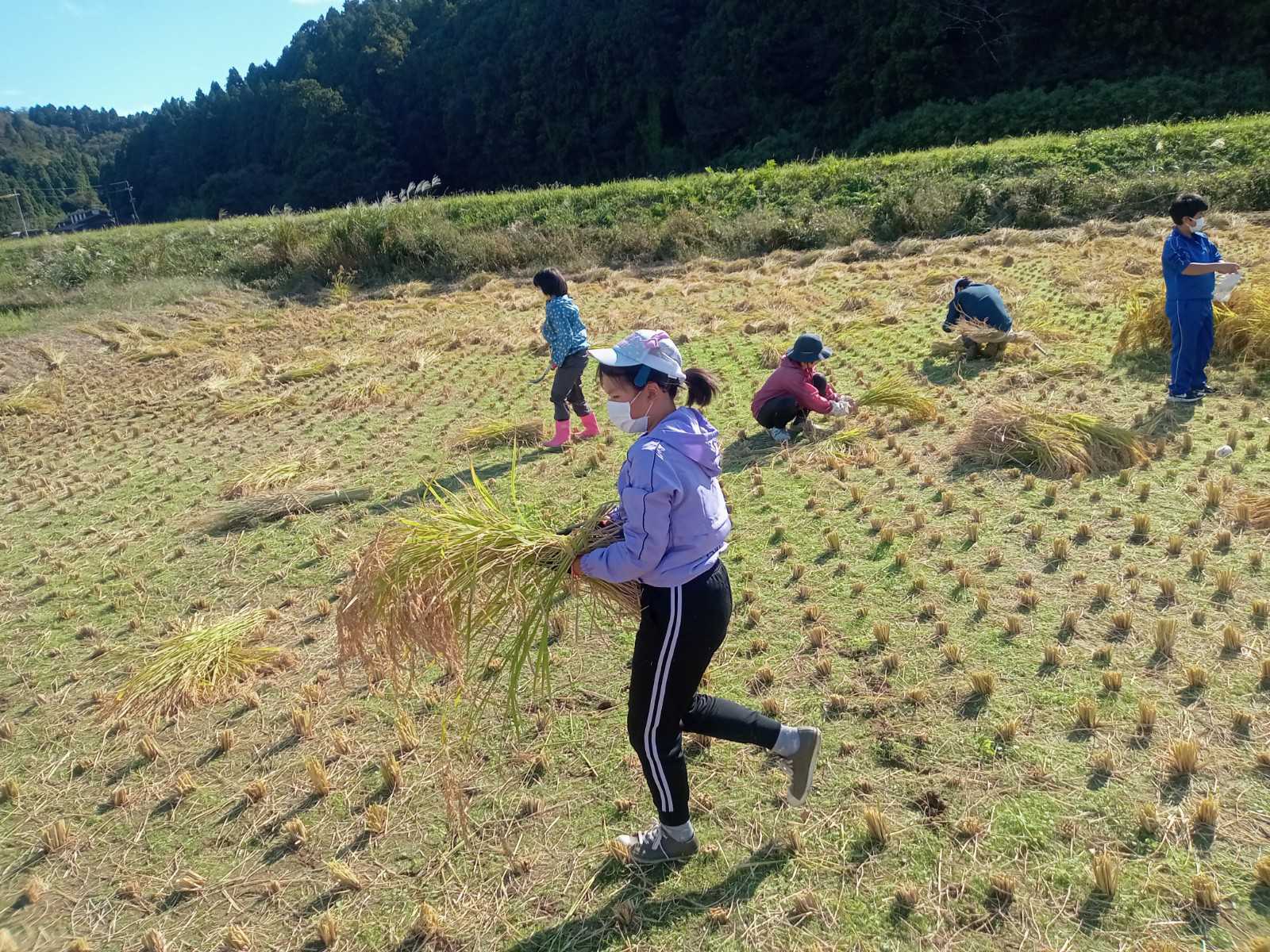 畑で稲を運ぶ児童と稲を集める児童たちの写真