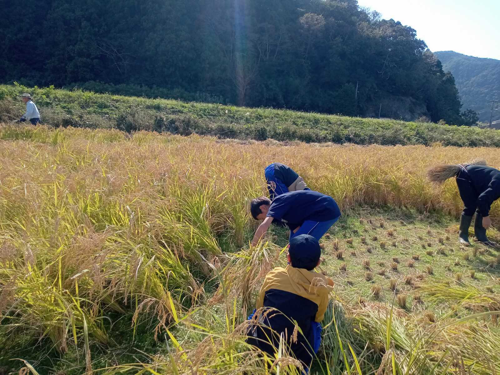 畑で稲狩りをする児童たちの写真