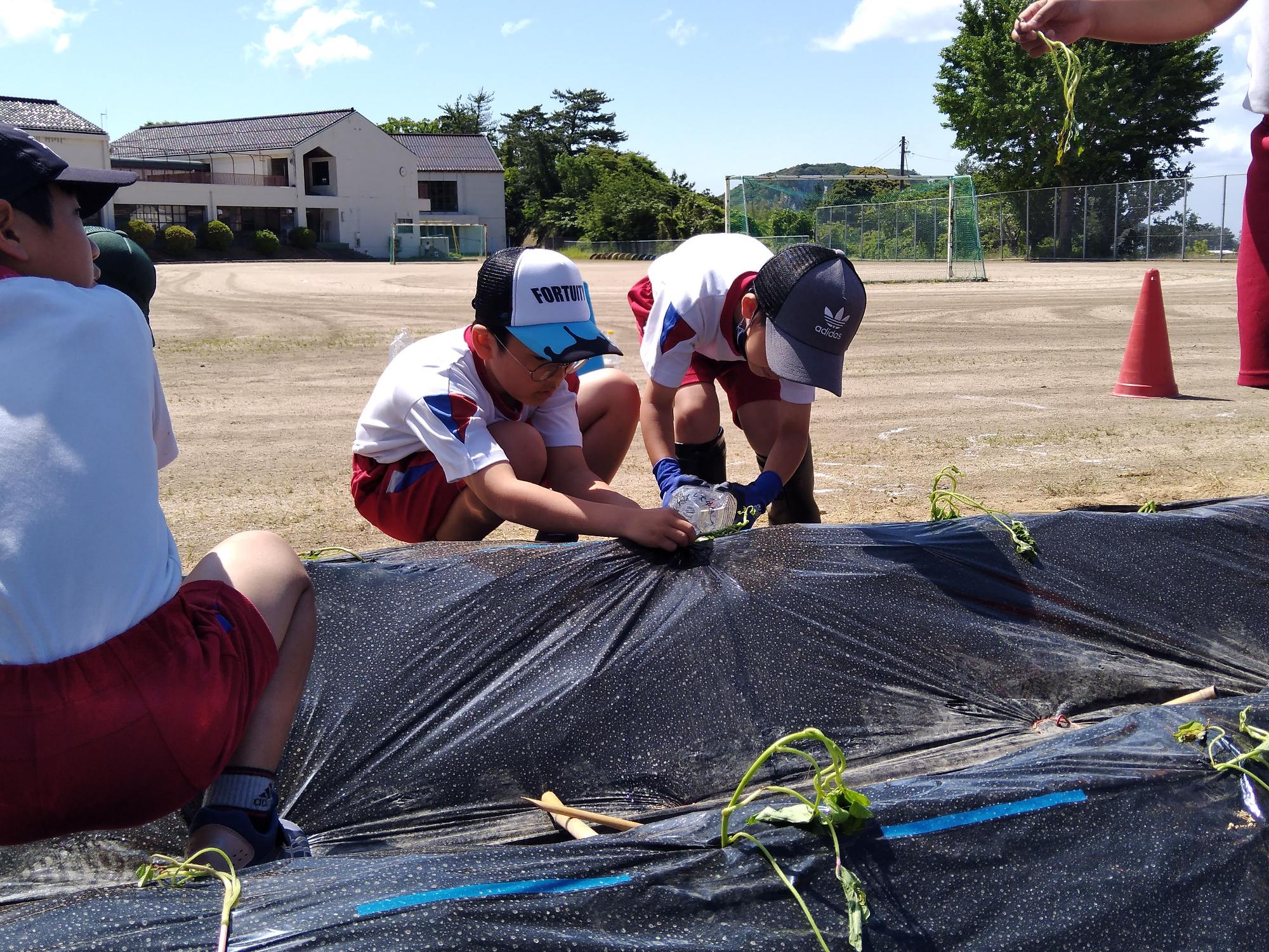 校庭で体操着を着た児童たちが苗を植えている写真