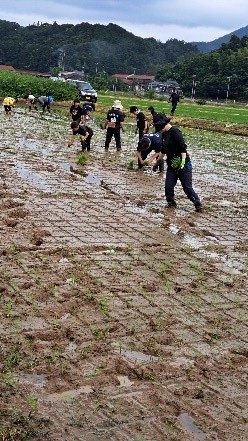 田んぼの中で児童たちが腰を落として田植えをしている写真