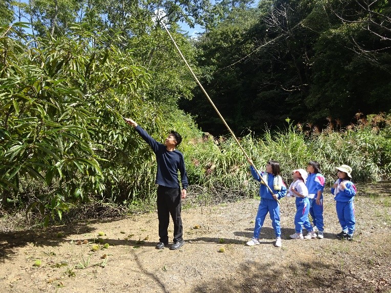 栗の木の枝を指差して示す男性と、手にした長い棒を伸ばしてイガを落とそうとしているジャージ姿の児童たちの様子の写真