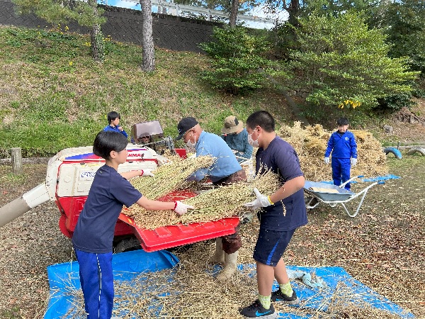 校庭の一角で児童と地域の大人たちが協力して脱穀作業をしている写真