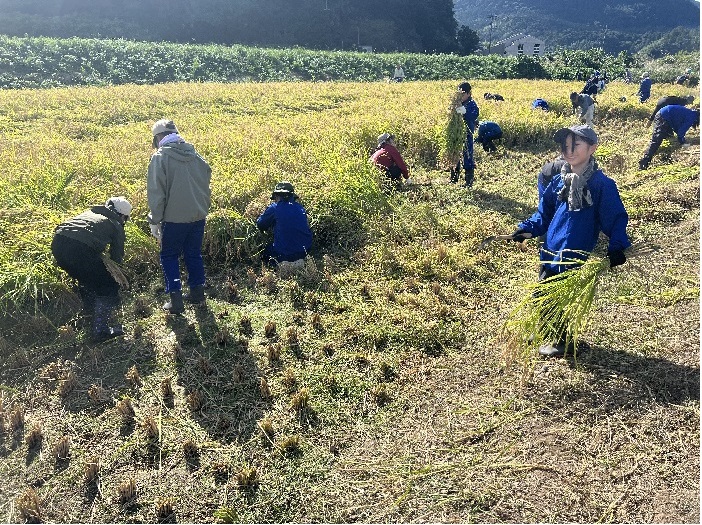 田んぼで児童たちが稲刈り体験をしている写真