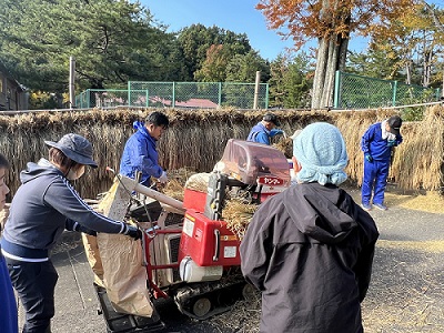 校庭で児童たちが脱穀作業をしている写真
