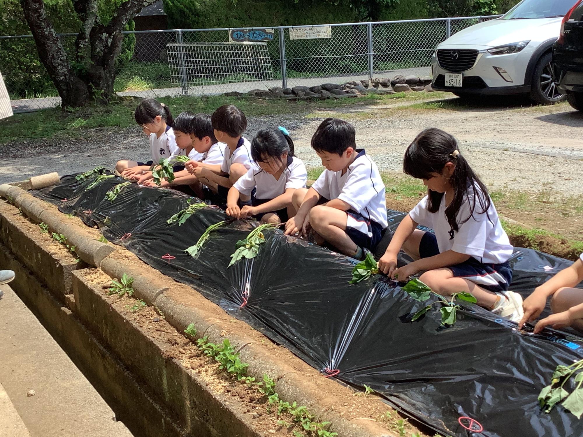 学校の花壇の前で児童たちが並んで苗を植えている写真