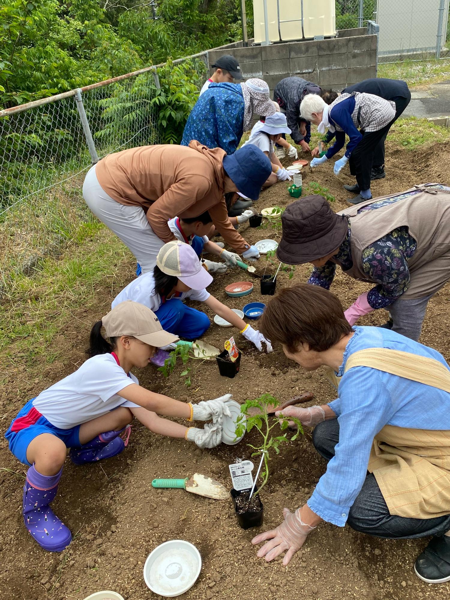 学校の畑で児童と地域の人たちが一緒に苗を植えている写真