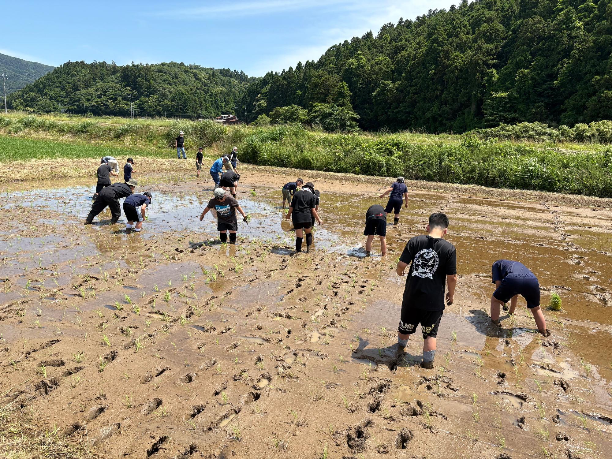 青空の下で児童たちが田んぼに入り、泥の中で苗を植えている田植え体験の写真