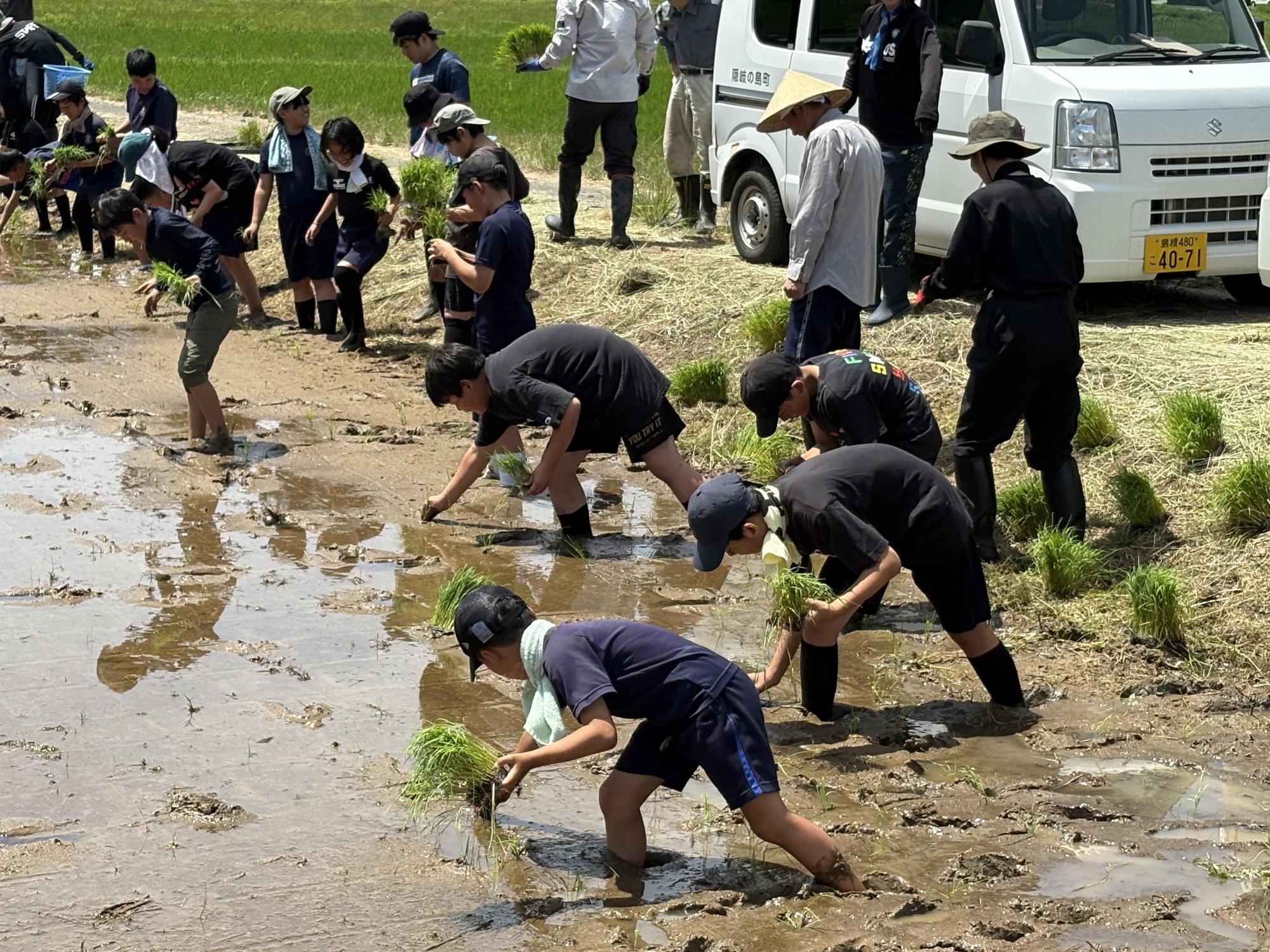 田んぼで児童たちが苗を手に取り、列になって田植えをしている写真
