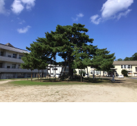 広場の中心に立つ唐傘の松の写真