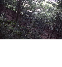 下草が少なく木々が立ち並んでいる那久のアカガシ群落の写真