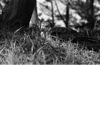 背の低い草地にいるオオミズナギドリのモノクロ写真