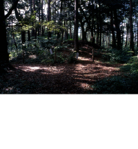 木漏れ日が差し込んでいる玉若酢命神社古墳群の写真