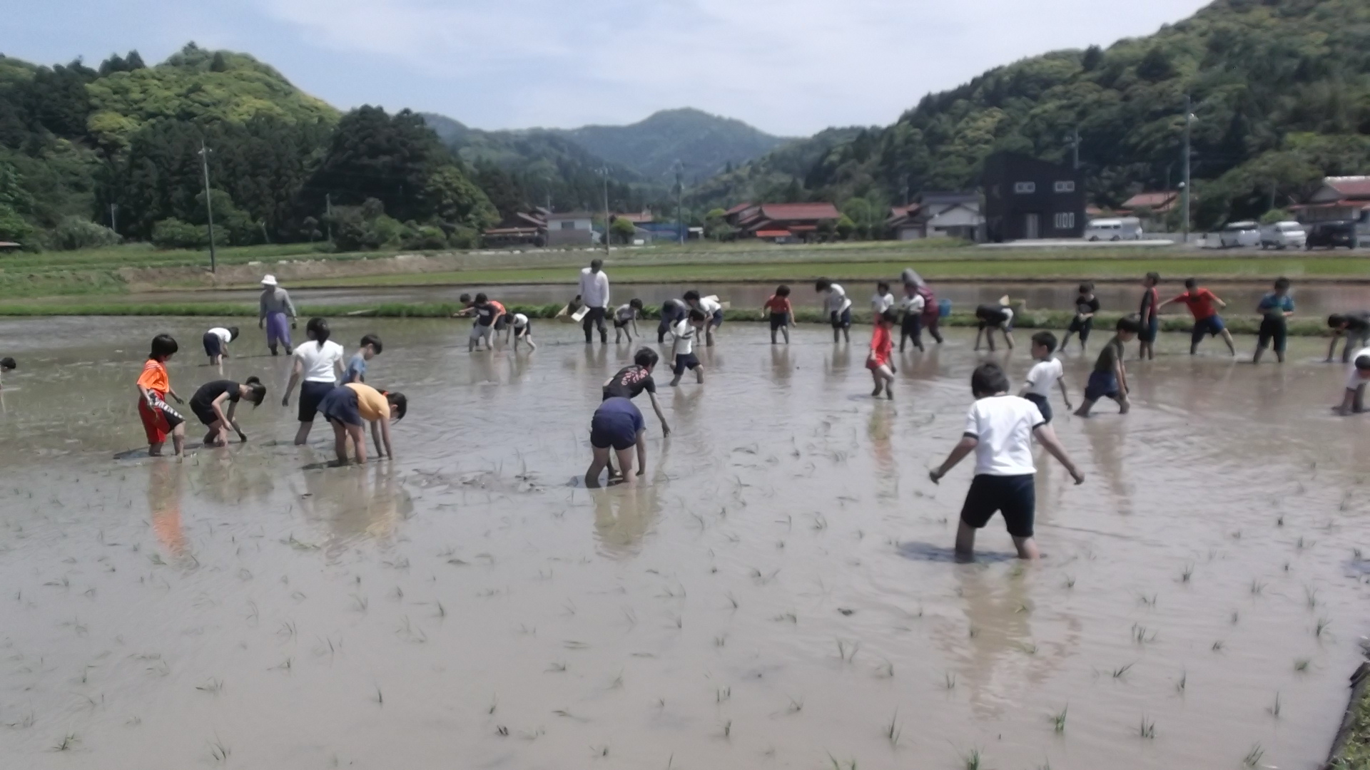 児童たちが田んぼに入って苗を手で植えている写真